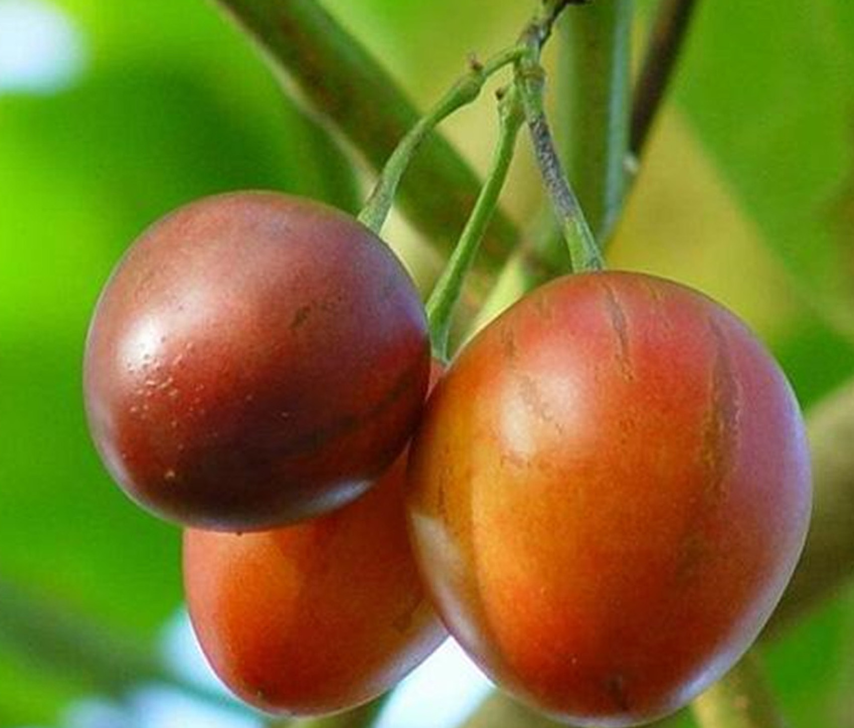 是茄科树番茄属植物.