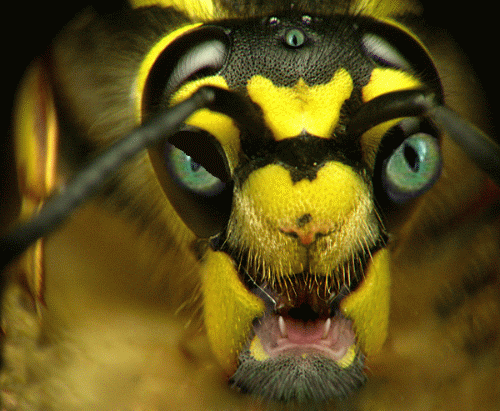  p>胡蜂分布全世界.令人见而生畏.