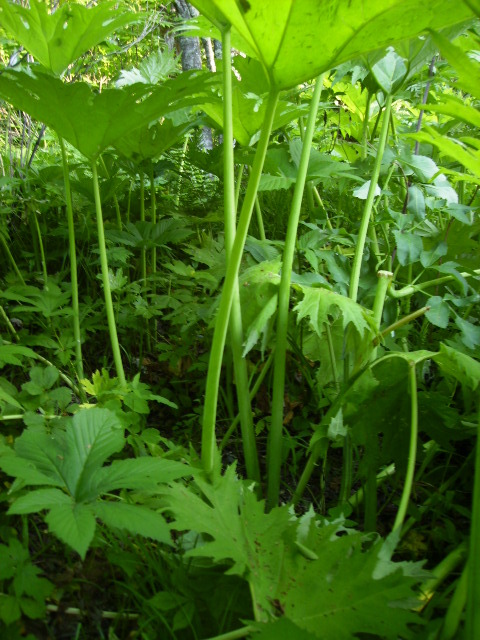  p>蜂斗菜,中药名.