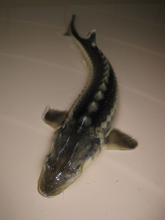  p>俄罗斯鲟(学名: i>acipenser gueldenstaedti /i>)是鲟科,鲟属鱼类