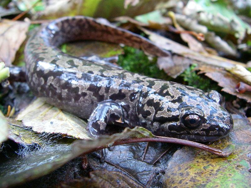 pacific giant salamander