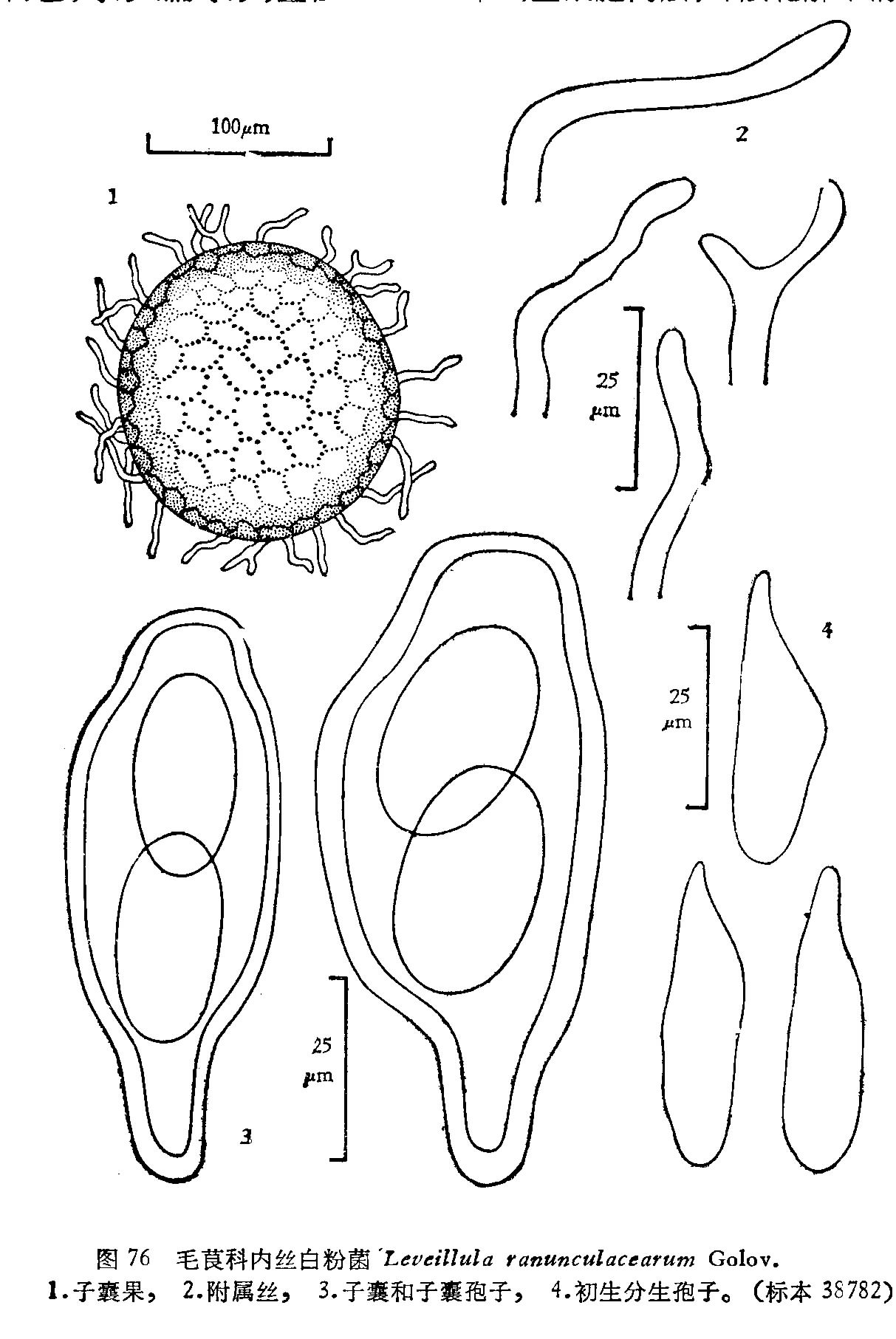  p>白粉菌属( a href="#" data-lemmaid="8074290">学名 /a>:erysiphe