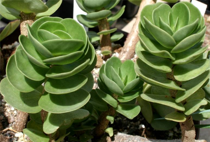  p data-id="gncn7b5bde">圆贝马齿苋(学名: i>portulaca /i>  i>