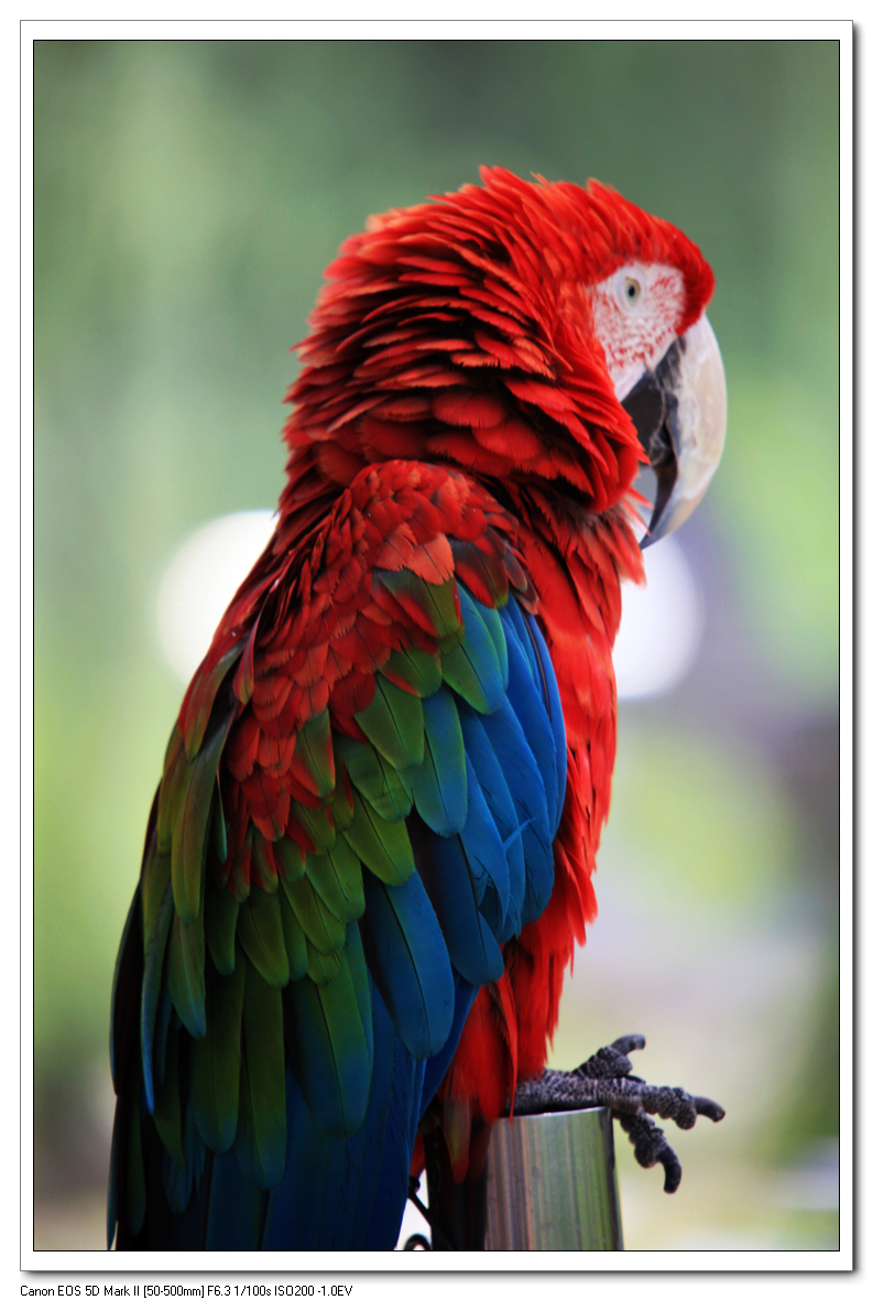 红腹锥尾鹦鹉指名亚种