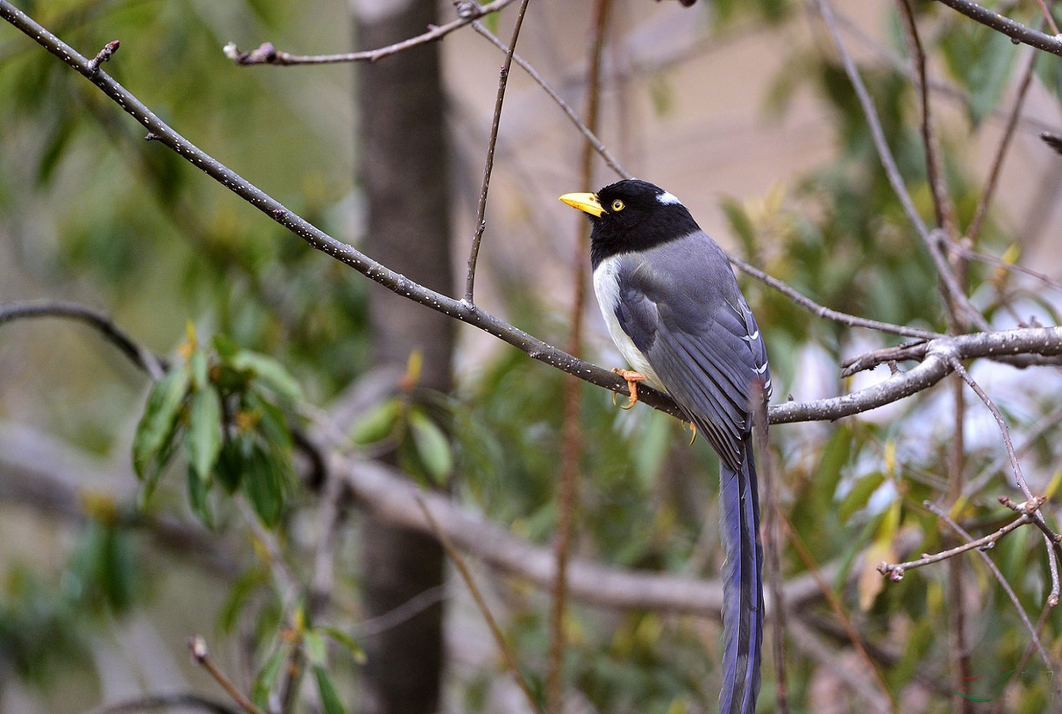  p>黄嘴蓝鹊(学名: i>urocissa flavirostris /i>)是鸦科,蓝鹊属的