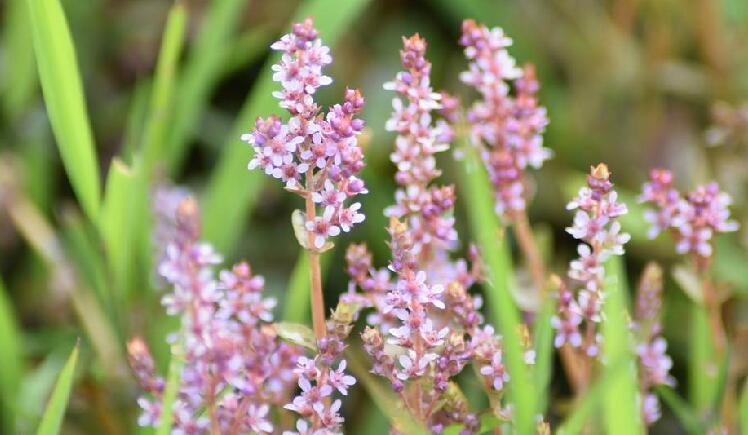 koehne)是千屈菜科节节菜属植物,一年生草本,各部无毛;根茎细长
