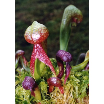  p>眼镜蛇草(学名: i>darlingtonia /i>  i>californica /i> torr.