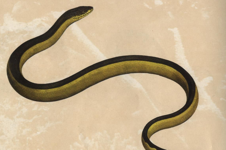 灰蓝刻扁尾海蛇