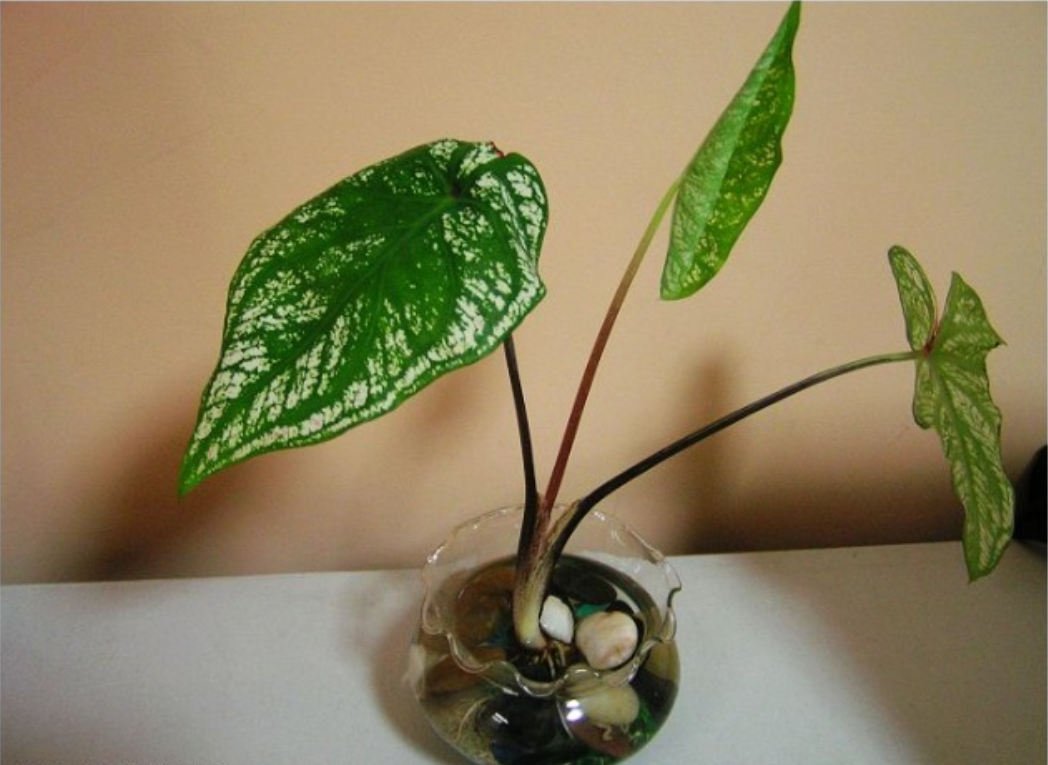  p>水泡花是采用现代生物工程技术,运用物理, a href="#" data-lemma