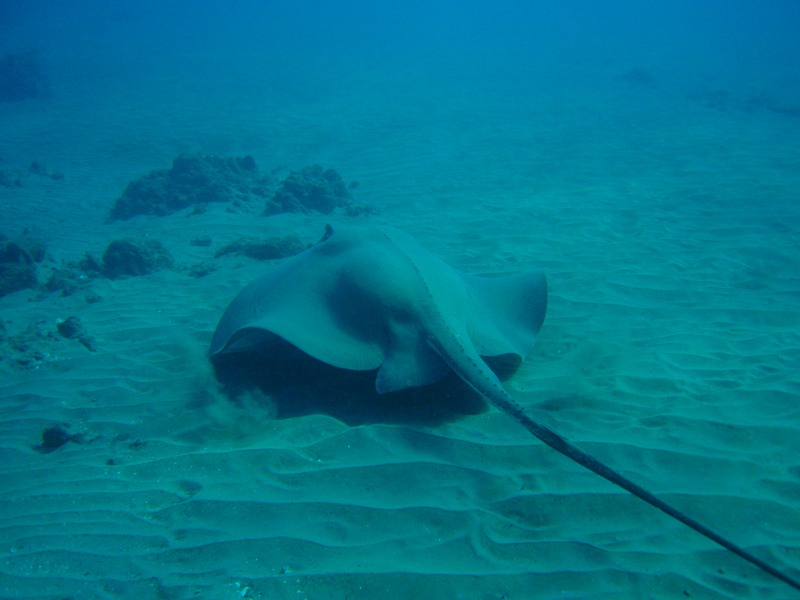  p>鬼魟,学名: i>dasyatis lata  /i>(garman, 1880), a href="#">魟