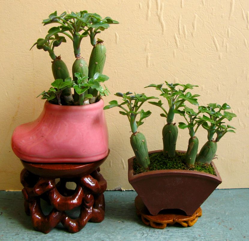 bip.)是菊科仙人笔属多年生常绿多肉植物.