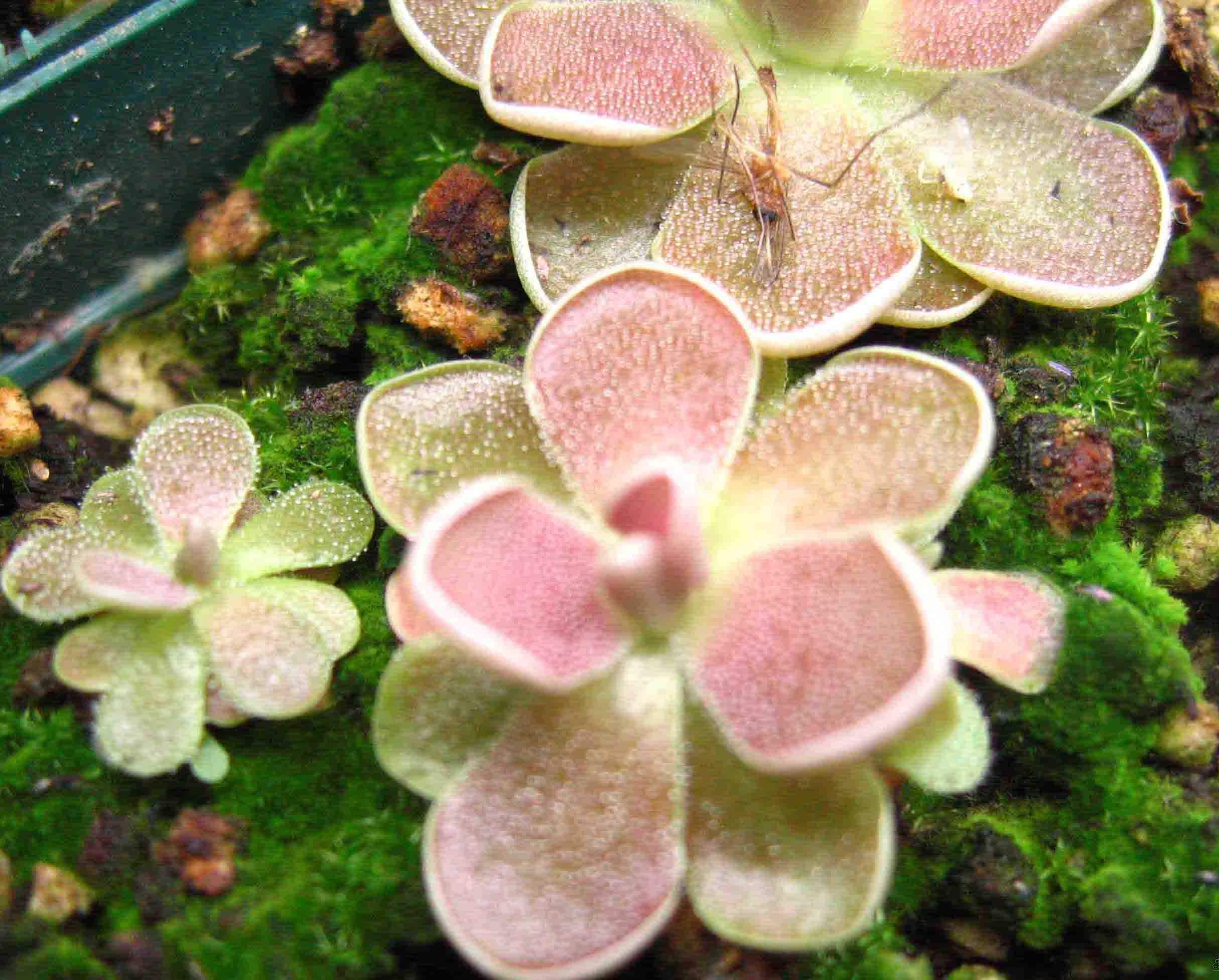  p>墨兰捕虫堇(学名:pinguicula moranensis),是唇形目狸藻科下的植物