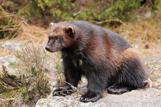  p>貂熊,学名: i>gulo gulo /i>(linnaeus,1758),属于 a target="