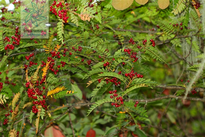  p>川滇花楸(学名:sorbus vilmorinii c. k. schneid.