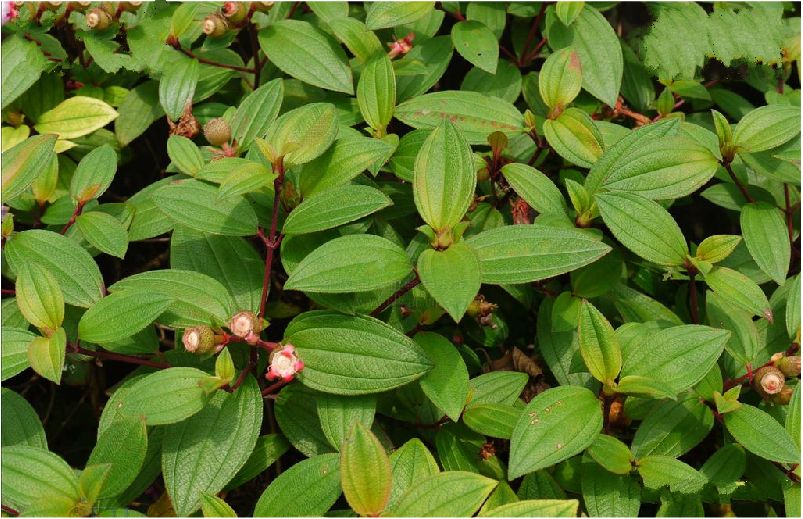 银毛野牡丹(变种)