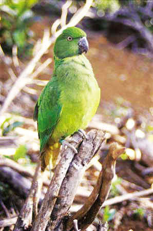  p>回声 a href="#" data-lemmaid="359436">鹦鹉 /a>(学名