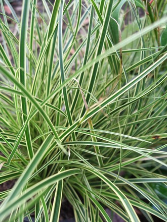 carex gentilis franch.