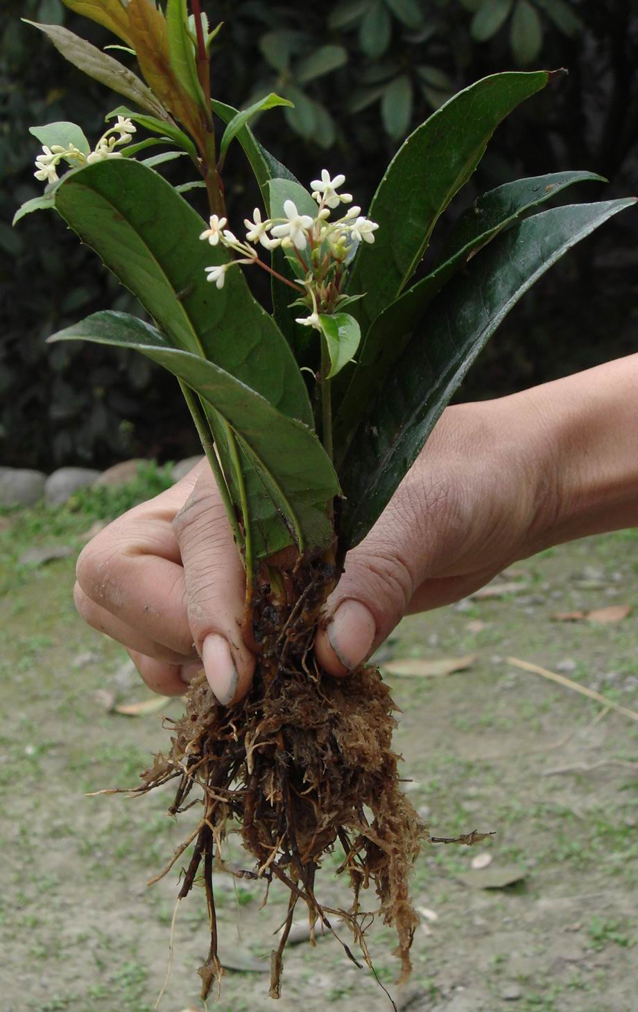  p> b>日香桂 /b>(学名: i>osmanthus fragrans /i> cv.