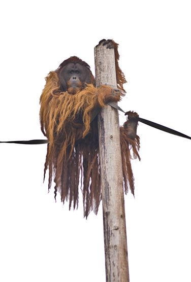  i>pongo abelii /i>):是 a target="_blank" href="/item/苏门答腊岛