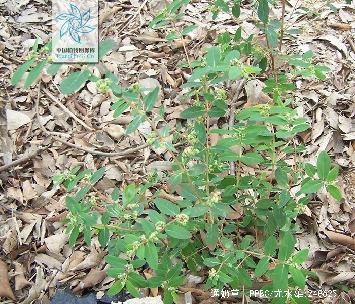  p>通奶草(学名:euphorbia hypericifolia)为大戟科,大戟属的植物.