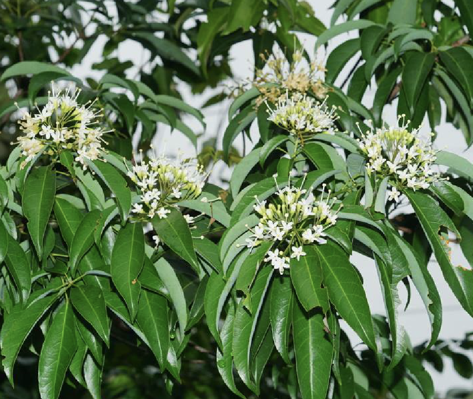 是梧桐科梭罗树属正文,常绿乔木,树皮灰褐色;幼枝干时棕黑色,略被