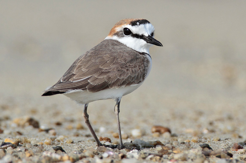 charadrius veredus