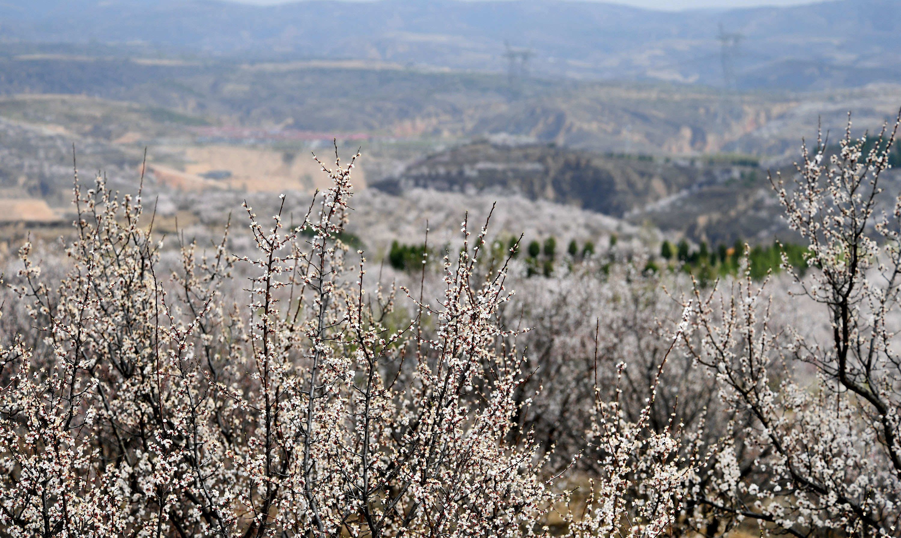  p>古塔镇,隶属于 a href="#">陕西省 /a> a href="#">榆林市 /a> a