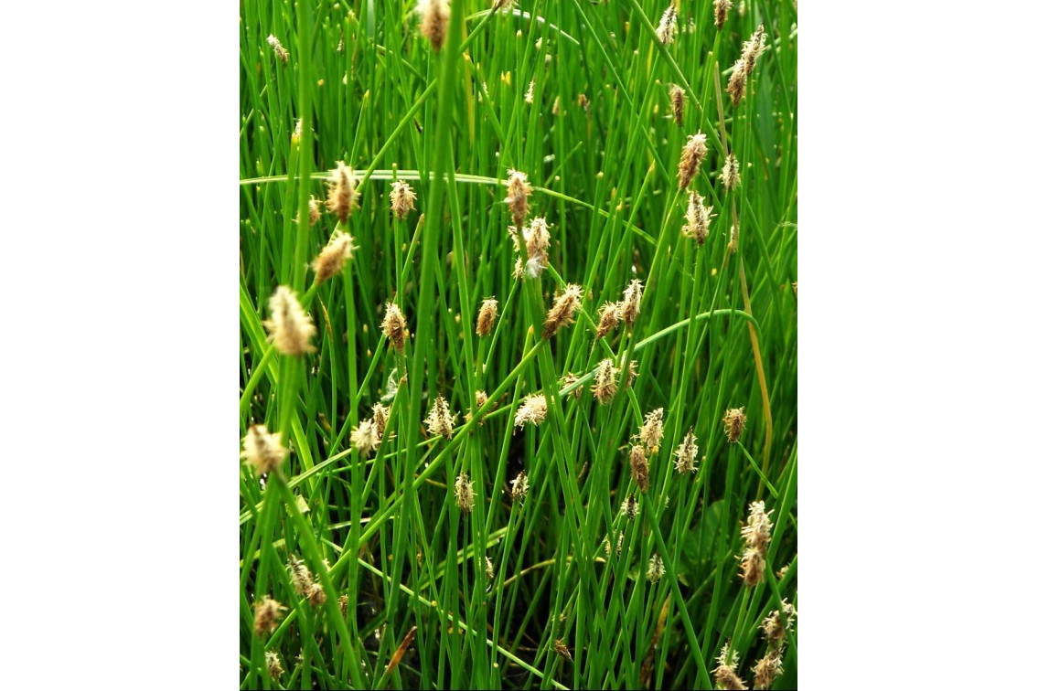 内蒙古荸荠