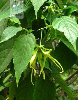 依兰（番荔枝科依兰属植物）_百度百科