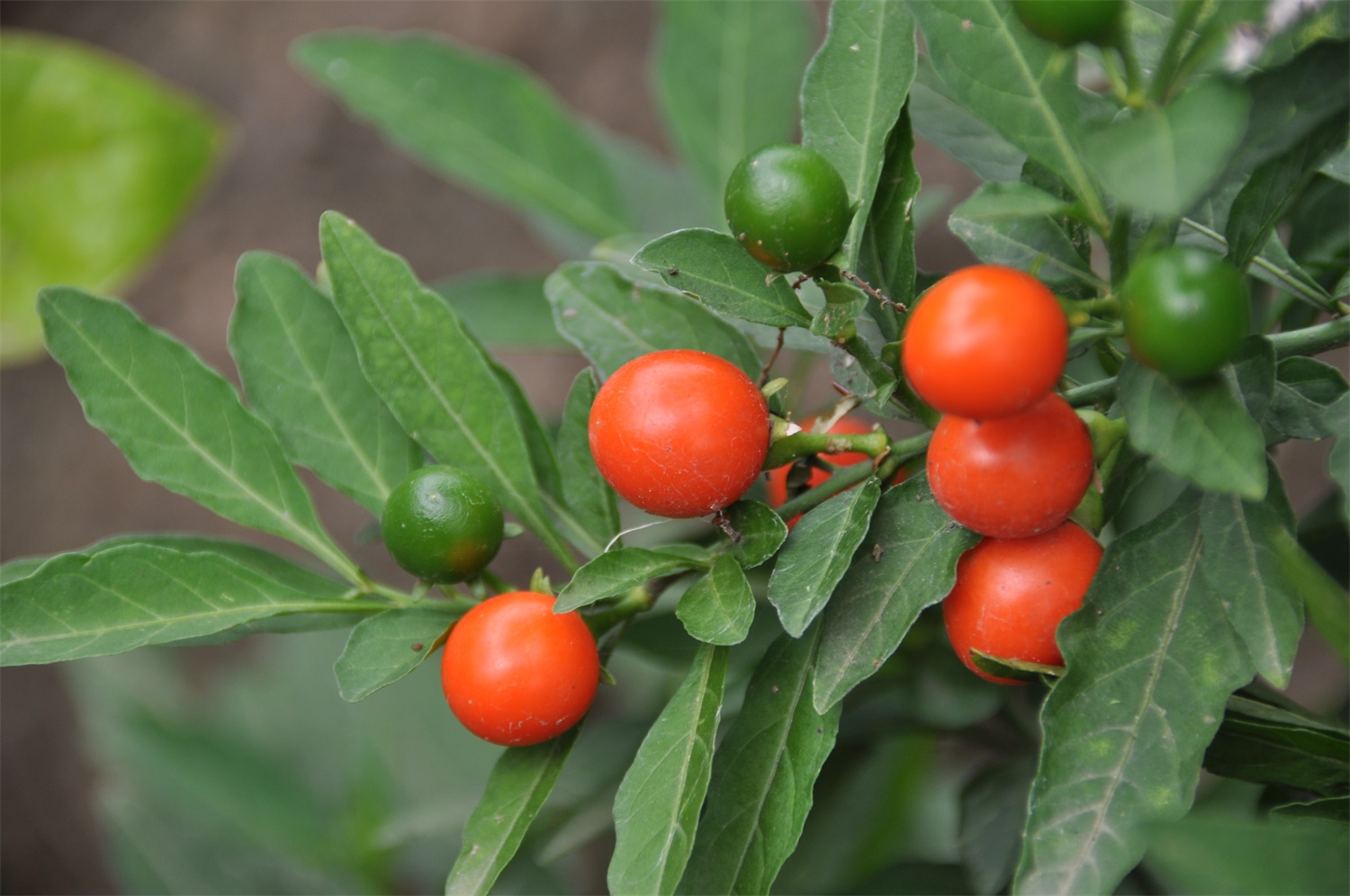 叶双生,大小不等,椭圆状披针形,先端钝至短尖,叶面无毛,叶背有簇茸毛