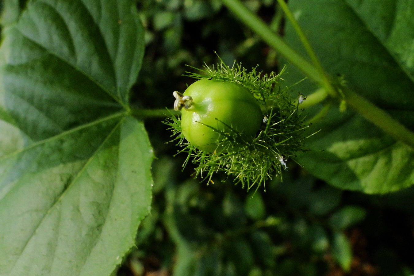  p data-id="tzqne2izxwox">龙珠果( i>passiflora foetida /i> l.