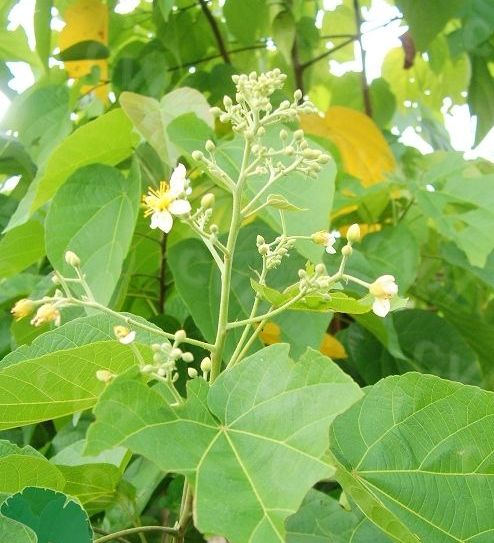  p>海南椴属(学名: i>hainania /i>&nbsp;merr.