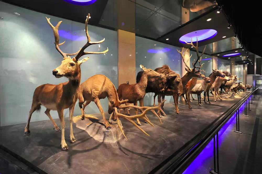 动物博物馆 全网资源