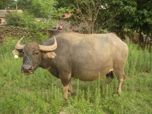  p>盱眙水牛属大别山牛系,躯高体壮,耐粗能劳,繁殖力强,素有"山区重型