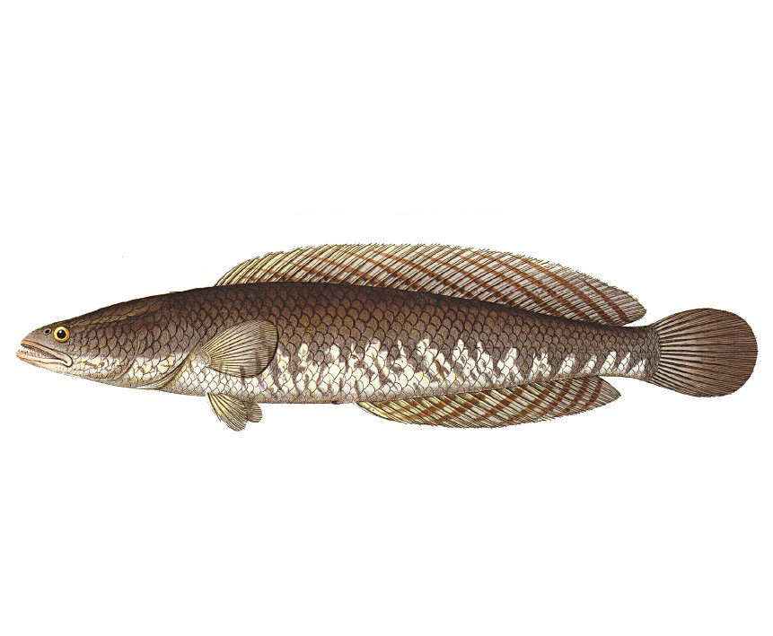  p>线鳢(学名: i>channa striata /i>)是鳢科,鳢属的一种鱼类.