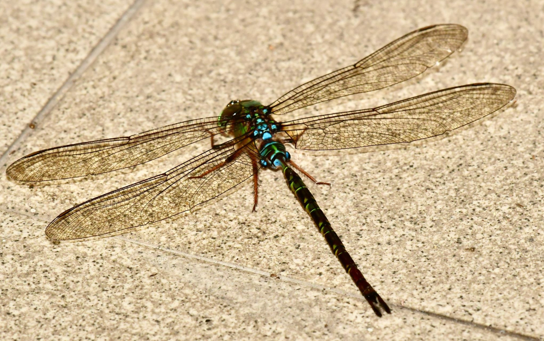  p>细腰长尾蜓(学名: i>gynacantha subinterrupta /i>)是蜓科,长尾蜓