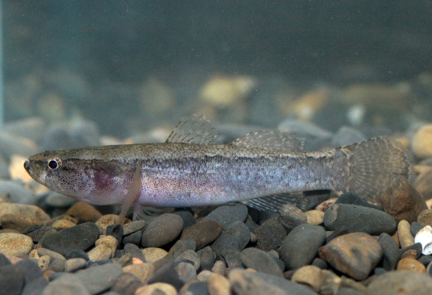 尖头塘鳢(学名: i>eleotris oxycephala /i>)是塘鳢科,塘鳢属的一种