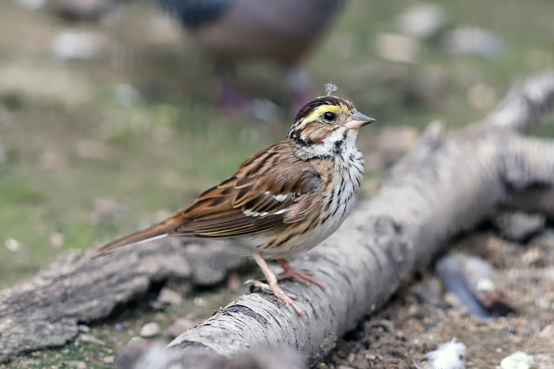  p>黄眉鹀(学名: i>emberiza chrysophrys /i>):体重15-24.