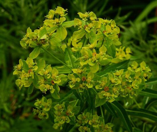  p>乳浆大戟(学名: i>euphorbia esula /i> linn.