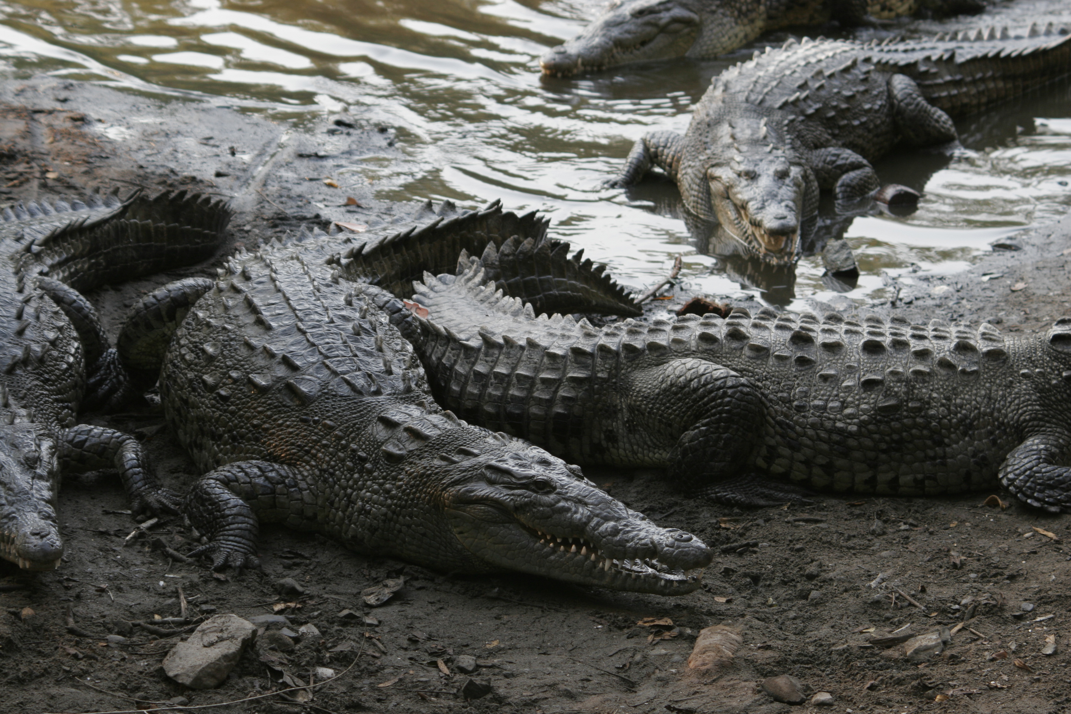 american crocodile