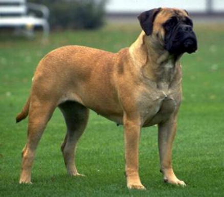 体型庞大的马士提夫犬 如何进行日常的养护 其疾病防治是关键 百科ta说