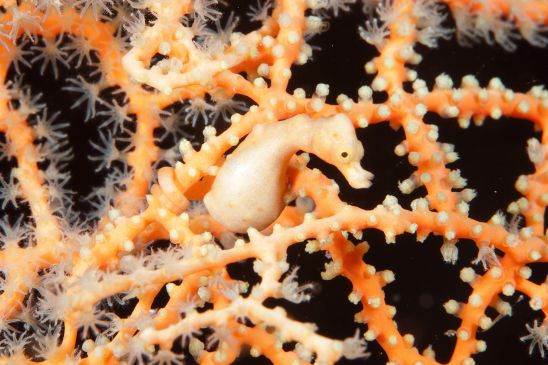 丹尼斯豆丁海马