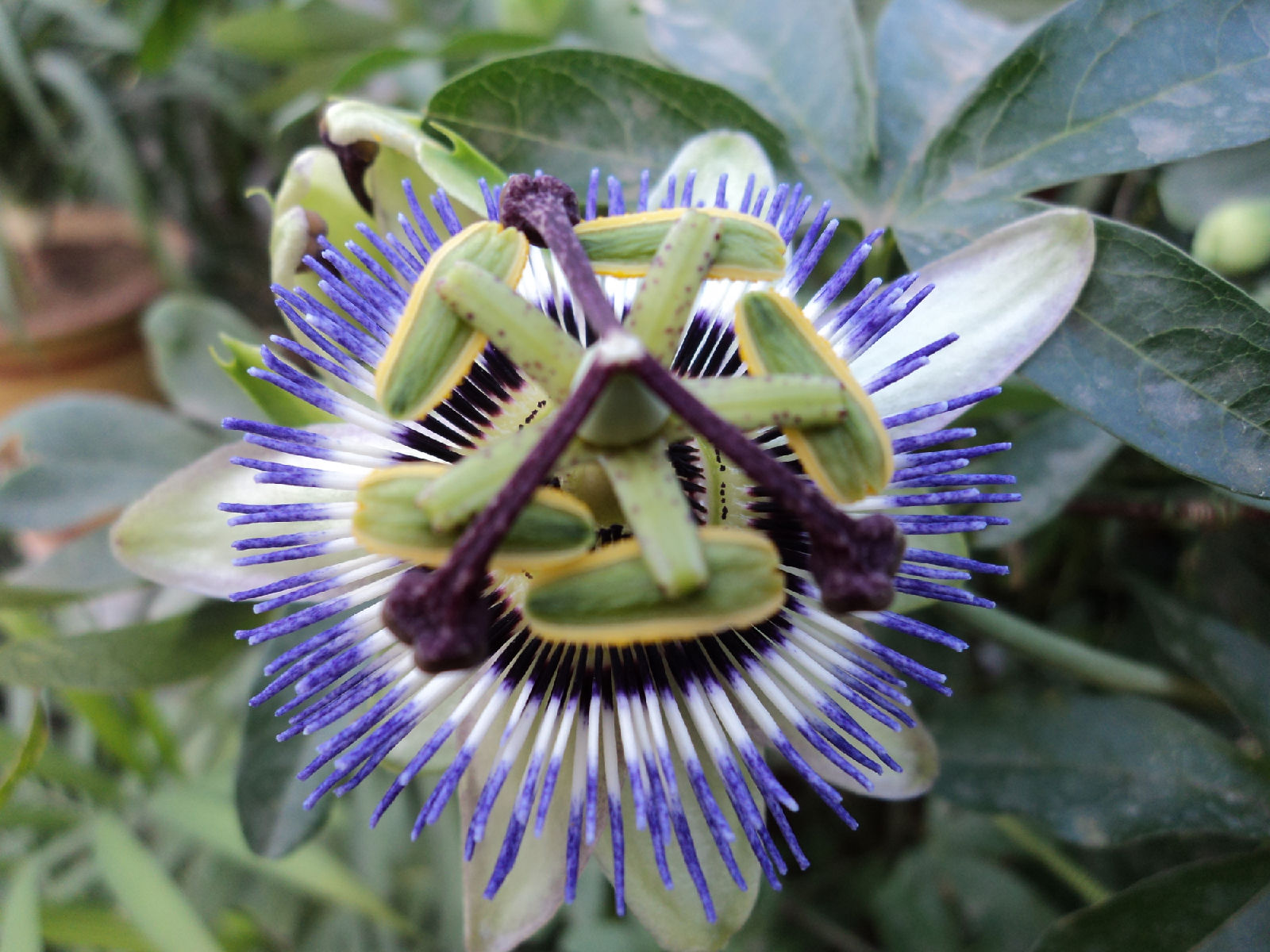 西番莲科西番莲属多年生常绿攀缘木质藤本植物.