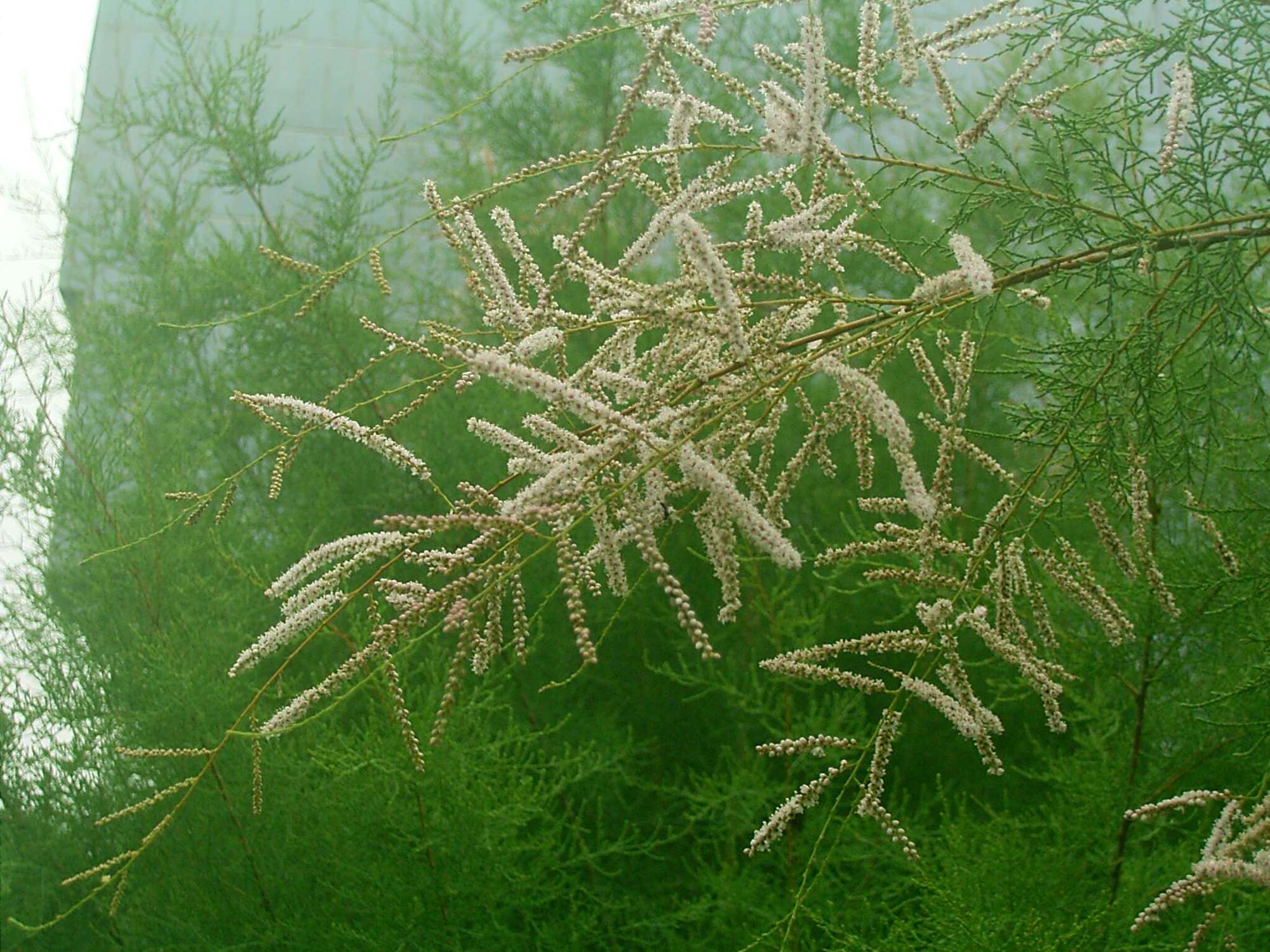 是柽柳科柽柳属乔木植物.