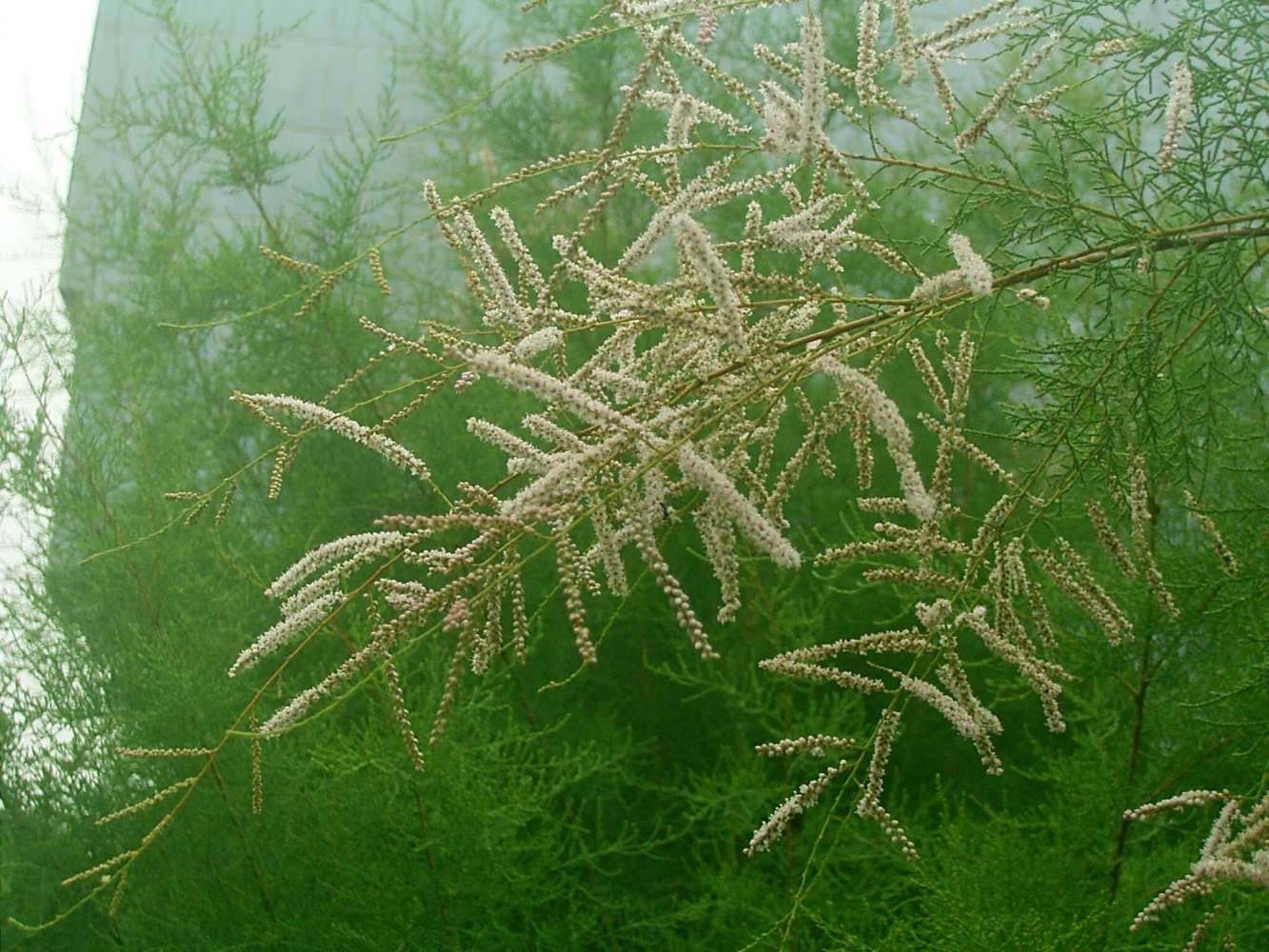 柽柳（柽柳科柽柳属植物）_百度百科