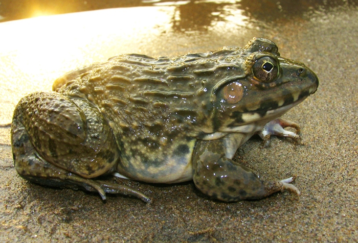 rana rugulosa