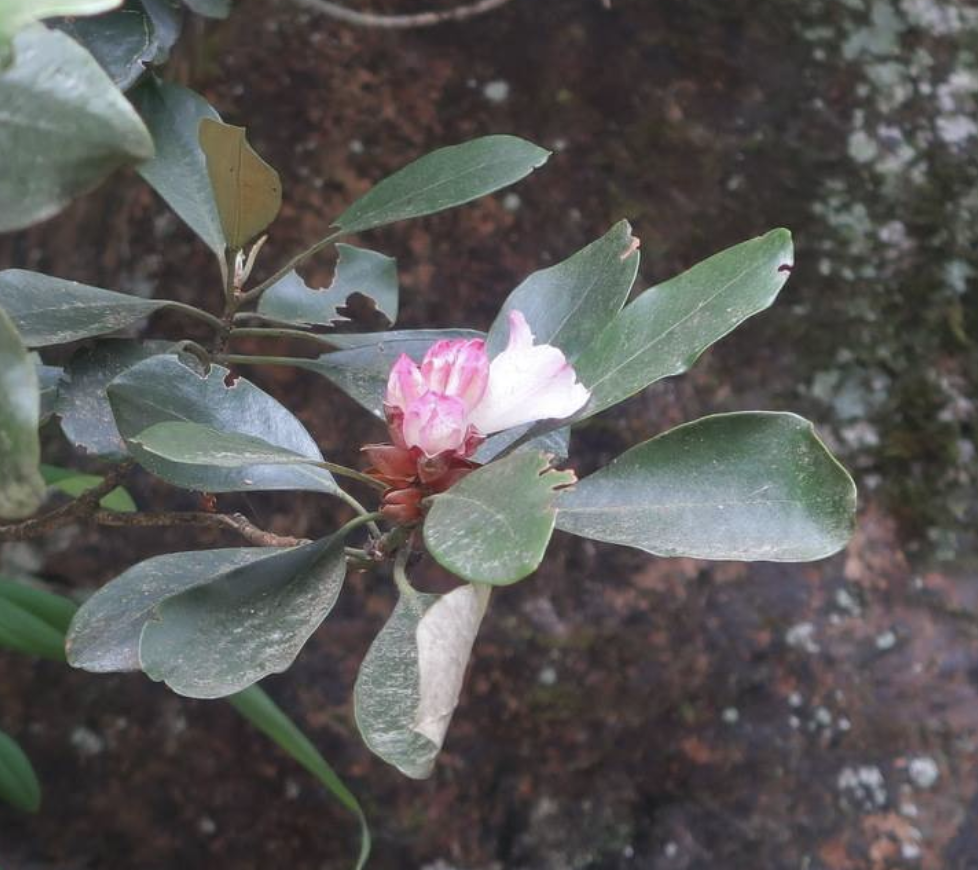  p>猴头杜鹃(学名: i>rhododendron simiarum /i> hance)是杜鹃花科