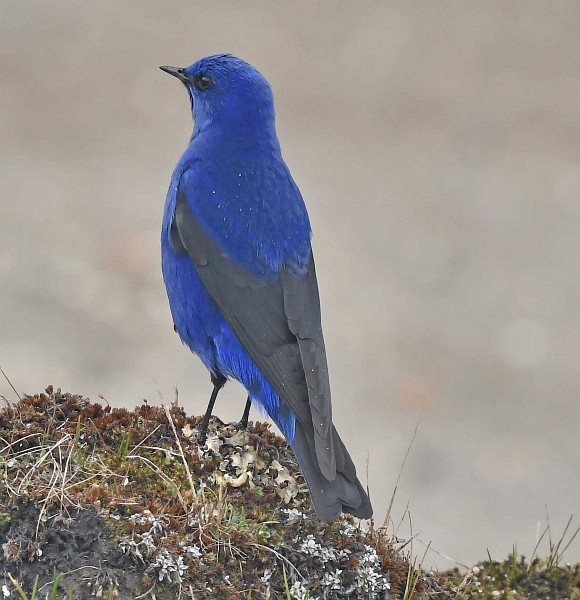 grandala  coelicolor