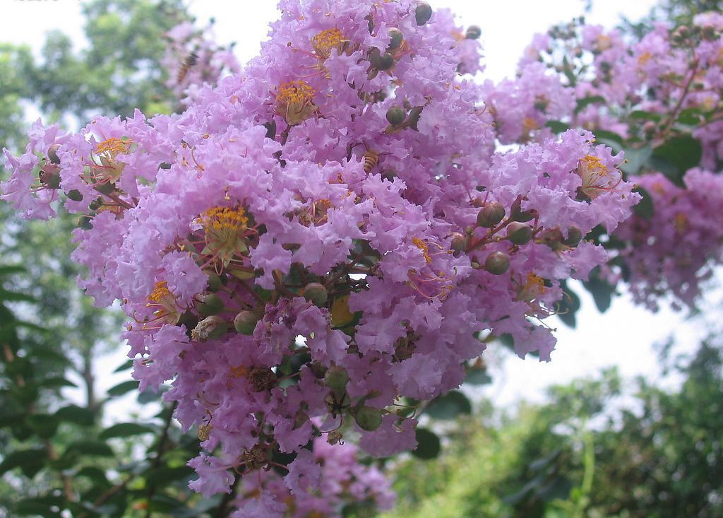 别名: a target="_blank" href="/item/痒痒花/280229" data-lemma