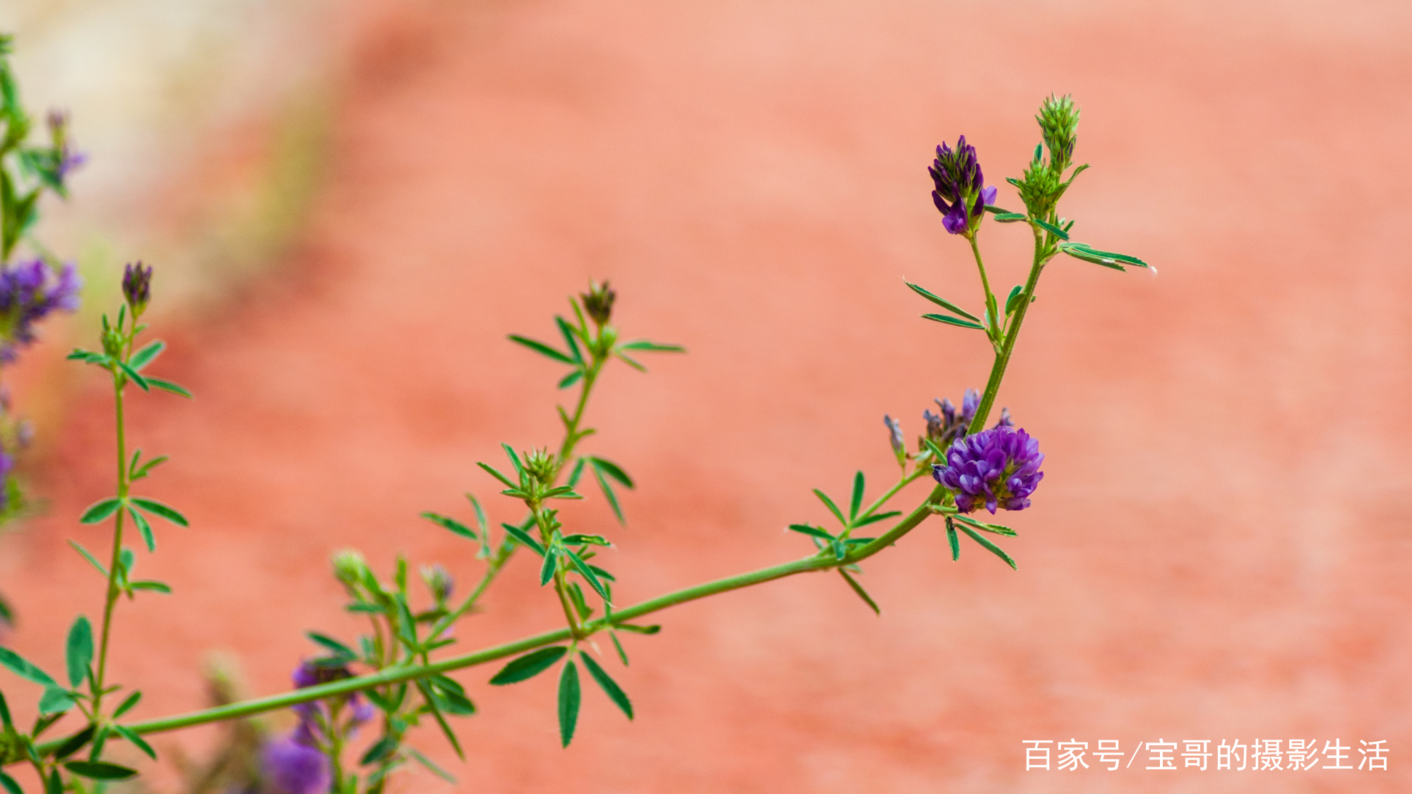 初夏的清晨 一路走来 一路花香 一路收获 百科ta说